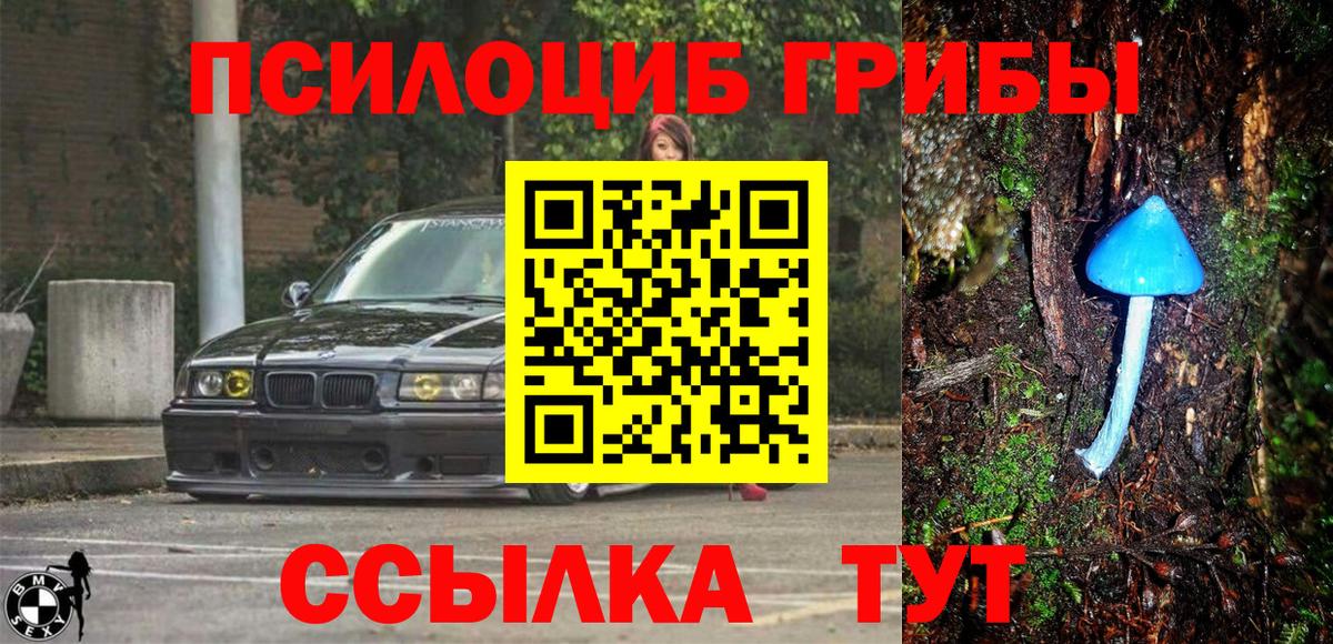 Псилоцибиновые грибы Cubensis  Вход с VPN  хочу   Бутурлиновка 